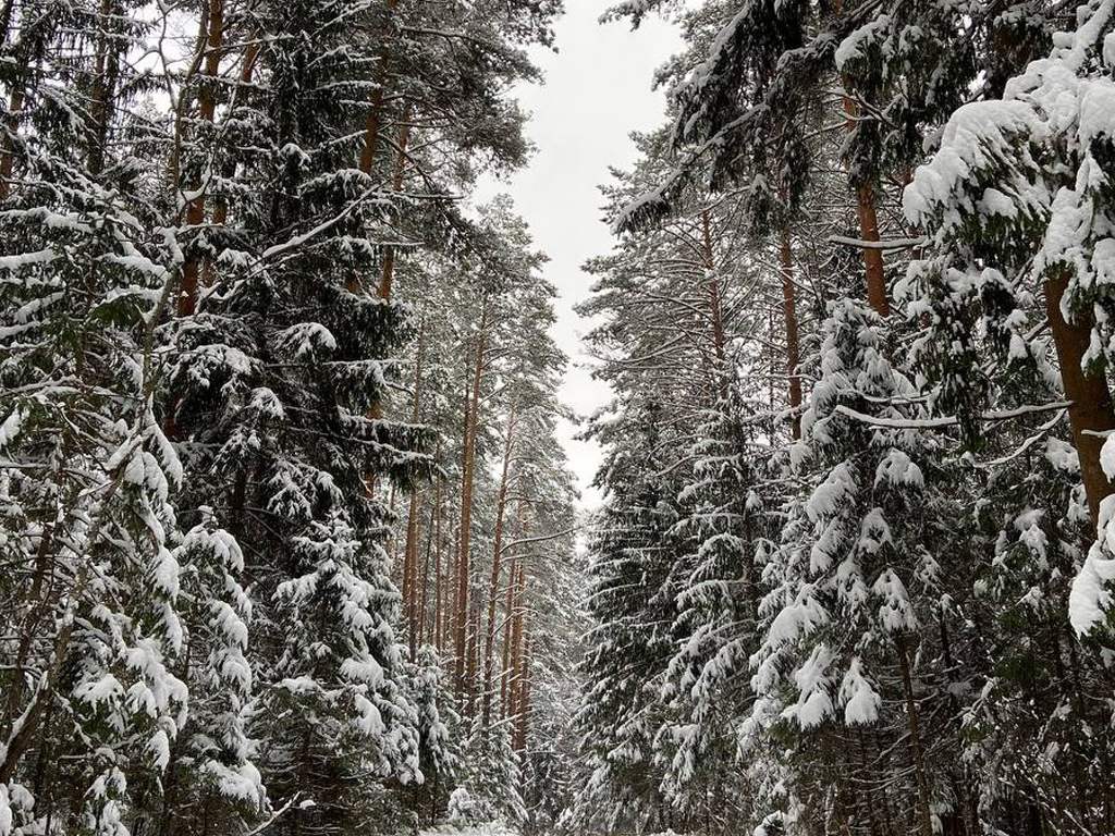 Сосновое окружение поселка
